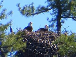 Wildlife, Bald Eagles