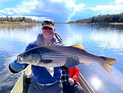 Huge striped bass at Country Haven Miramichi