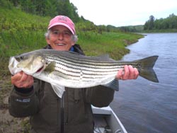 Superb striped bass fishing at Country Haven Miramichi
